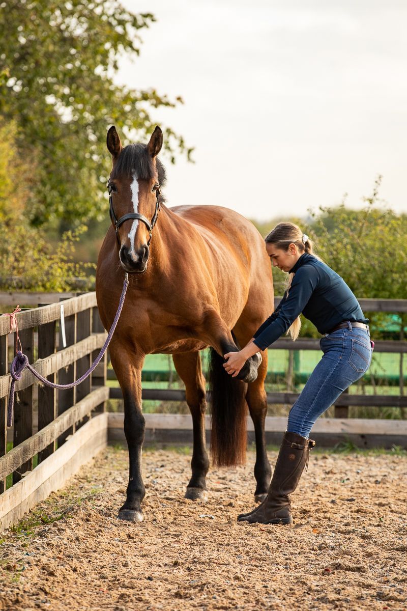 Marwari Horse